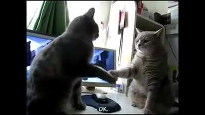 Cat.
