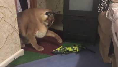 Greggy isn&rsquo;t a big fan of crocodiles