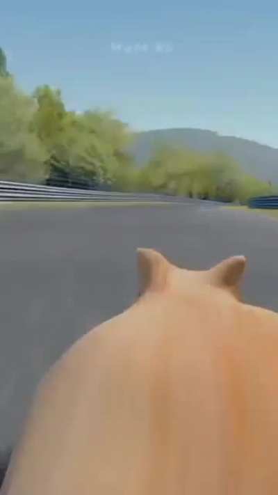 NASCAT