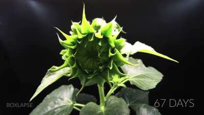 Incredible Timelapse of a Plant Growing from a Seed to a Fully-Blossomed Flower - Credit to Boxlapse