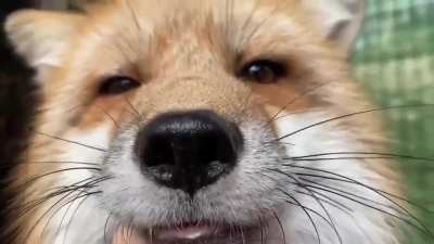 Happy Fox Pets