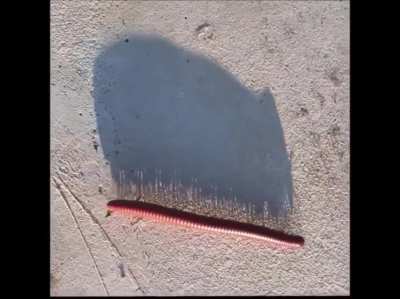 Blursed_millipede
