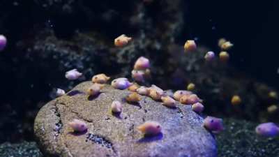 The Balloon Lumpfish, a species of lumpfish native to the Northwest Pacific. This fish has modified pelvic fins, which have evolved into adhesive discs (located ventrally, behind the pectoral fins); it uses these discs to adhere to surfaces.