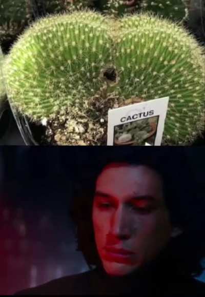 Cac-tus