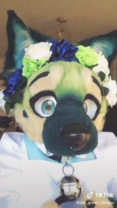 Mai cash