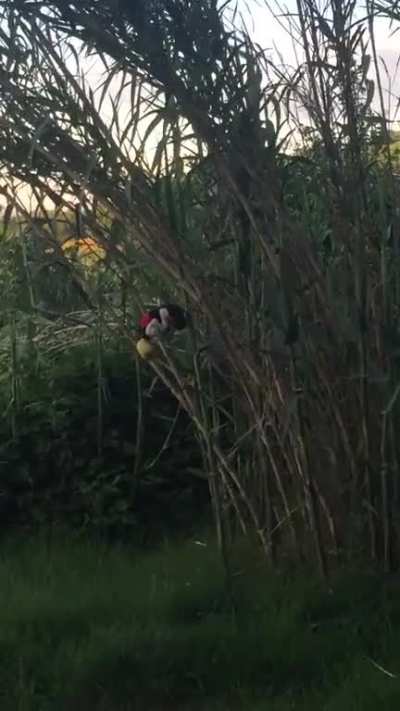 Cursed_mickey mouse