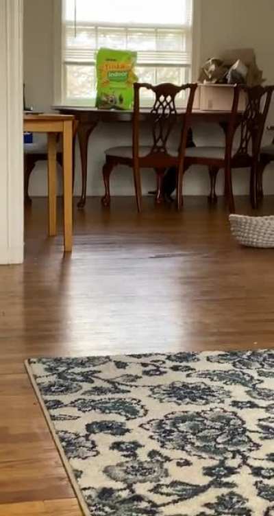 The first few days after I adopted my deaf cat were rough&hellip;