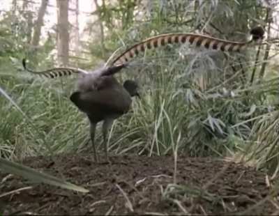 Lyre Bird imitates sounds that it&rsquo;s heard in the rainforest