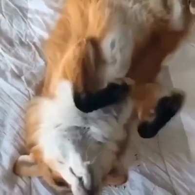 Cute fox