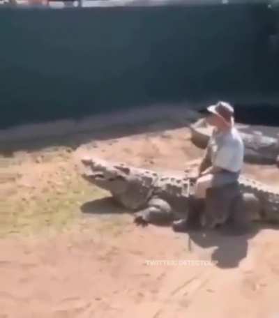 Don&rsquo;t play with alligators friends