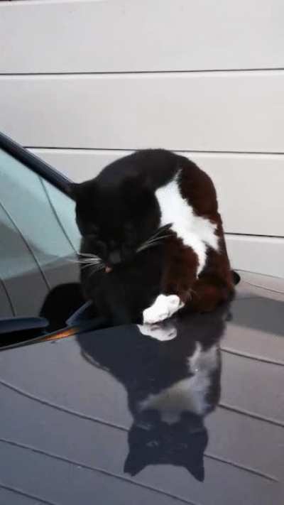 Schr&ouml;dinger's cat