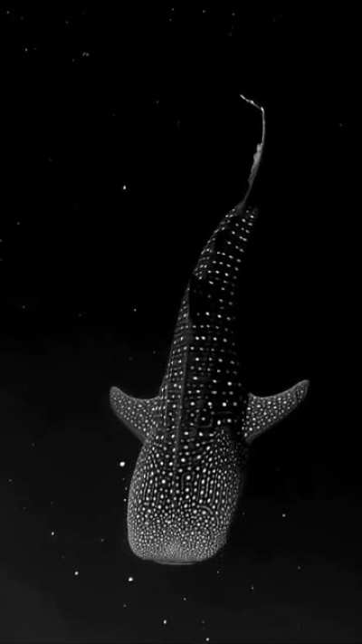 A whale shark in bioluminescent algae that looks like the night sky