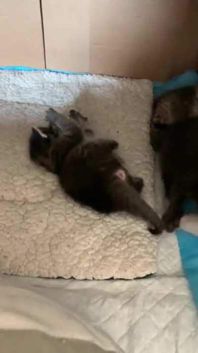 Still figuring out the whole &ldquo;wrestling&rdquo; thing