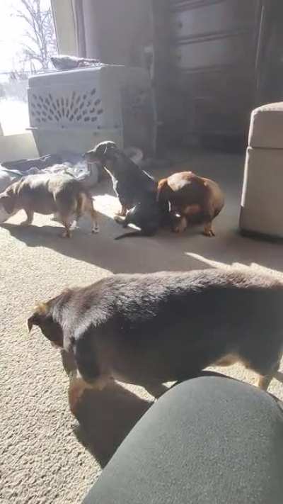 I opened the curtains and they all came running to sunbathe!
