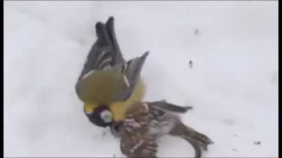 Titmouse-hunter. Kills and eats brains.