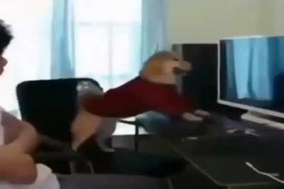canned dog