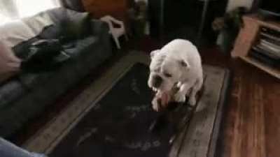 ONWARD, MY STEED!