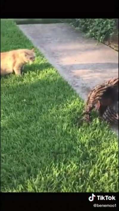 Ninja speed cat