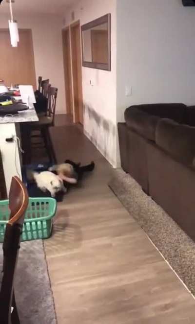 The majestic house cat claims another as prey