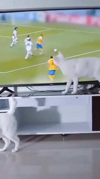 Hand of Cat