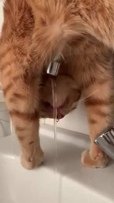 My sister adopted a stray cat from Portugal. He is still learning…
