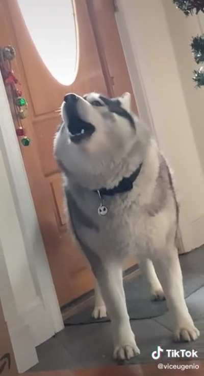 aaaaaAAAAAAAOOOOO AAAAAAAAAAAAAAAAAAAAAA
