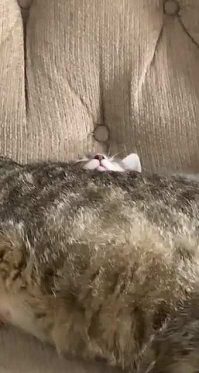 Hidden Smol