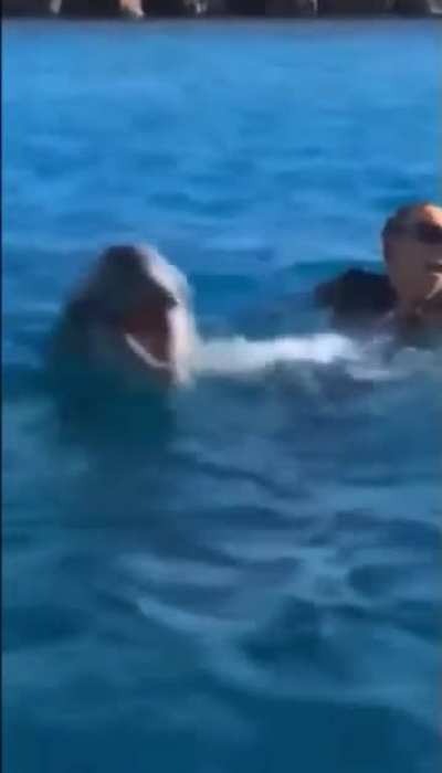 Screams in dolphin