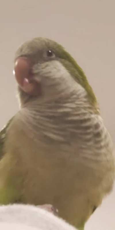 BIRB SCREM