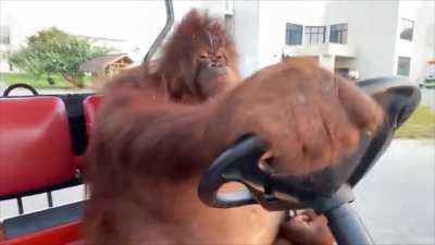 Orangutan Dreams