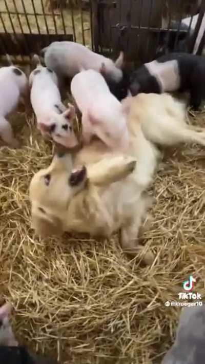 Doggy likes piggy