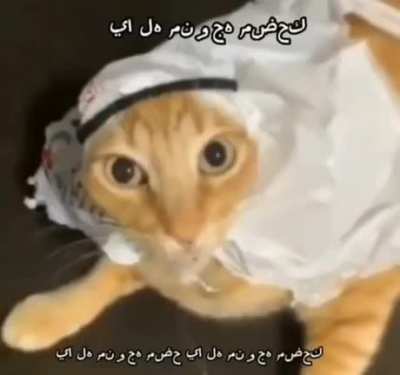 Gato