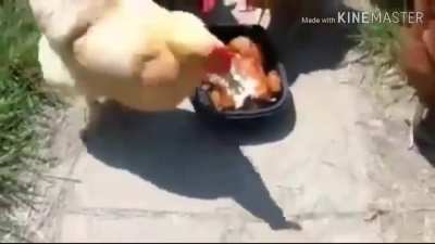 essa &uacute;ltima temporada de The Walking Dead parece estar boa