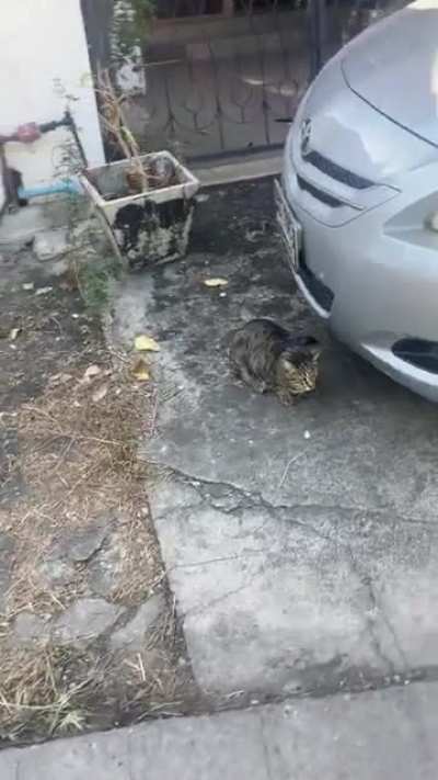 Walking my dog in Thailand