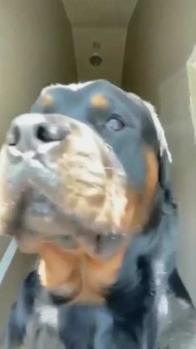 Blursed tiktok