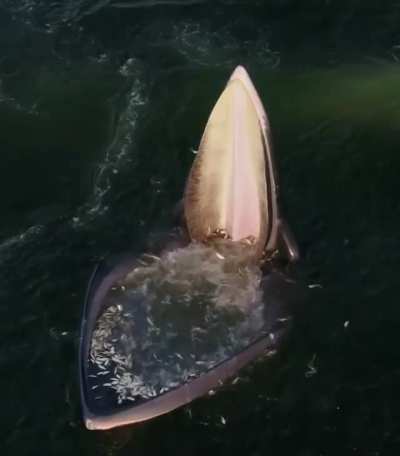 Whale Feeding In The Gulf Of Thailand