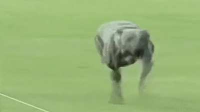 Racing dog