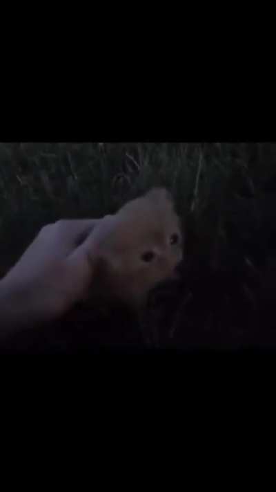The smallest orange