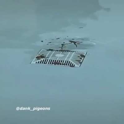 ola
