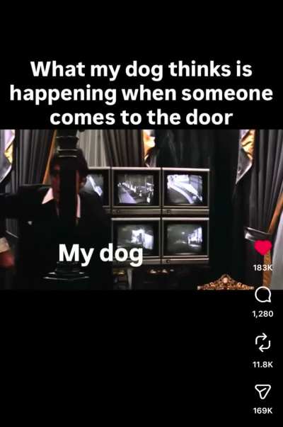 Dogs when someone knocks on the door.