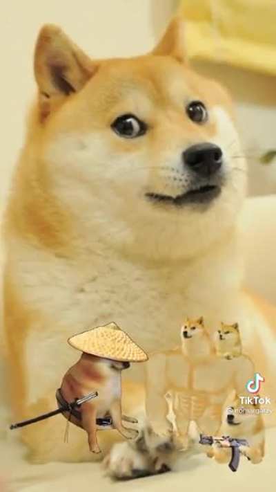 Doge