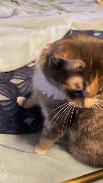 She&rsquo;s upset because I didn&rsquo;t give her some good morning pets, and I needed to hear about it! (Her name is Squeak for obvious reasons)