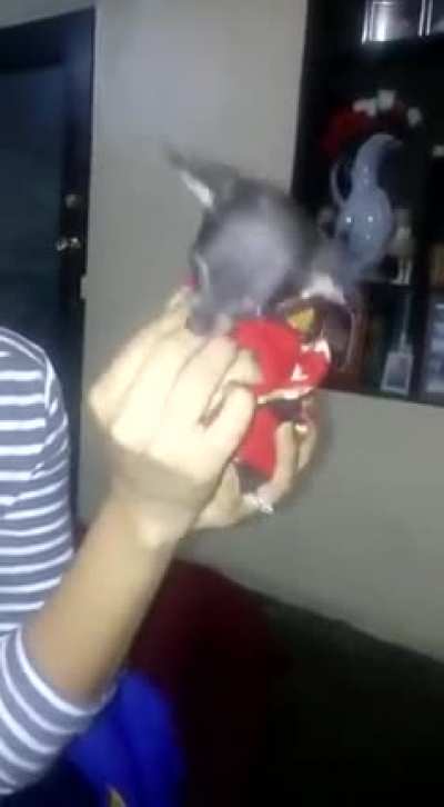 Bruno