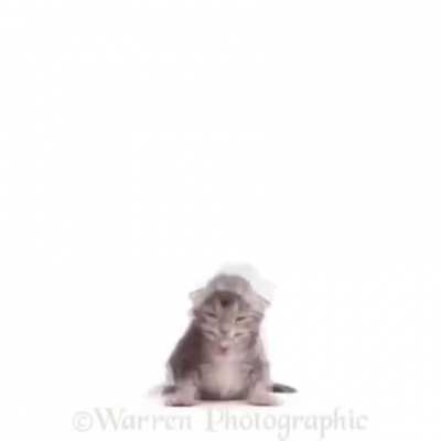 a cat growing up timelapse but to the cycle hit's camellia woop woop part