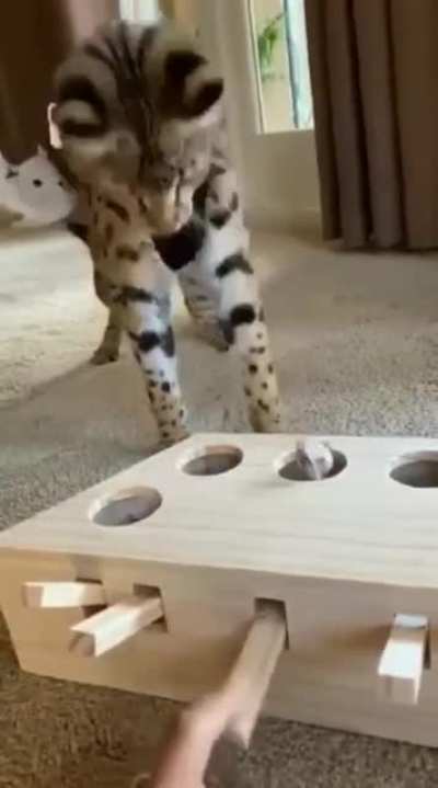 Whack-A-Mole