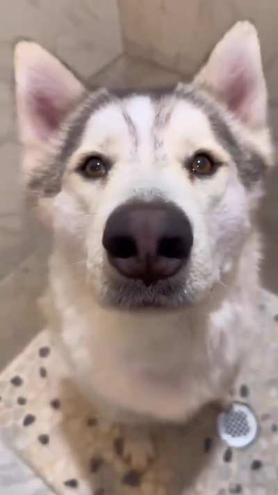 Doggo clean now &hellip;.right?