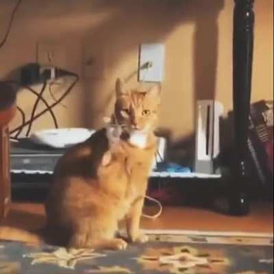 Nothing to see here