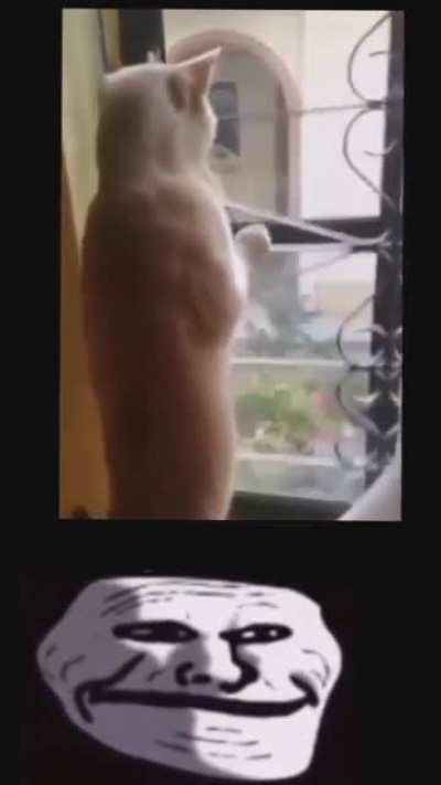Gato NTR