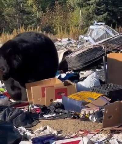 Bear Mass Index