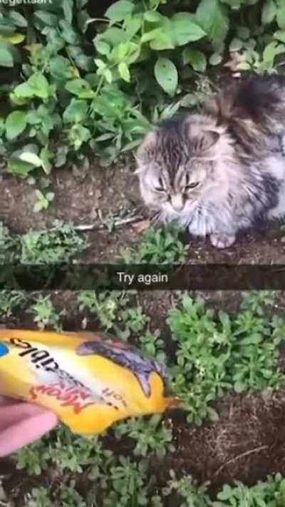 Cat doesn't like the imposter cat on the bag